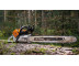 Бензопила STIHL MS 500i
